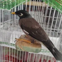 مرغ مینا نر 2 عدد