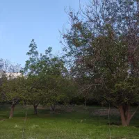 باغ گردو ۱۵۰۰ متری