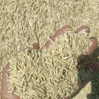فروش جو درجه یک .دیم