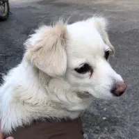 گمشده