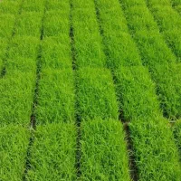 فروش توم هاشمی