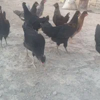 مرغ وخروس جهادی