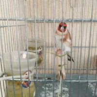 سهره|پرنده|شیراز, انجیر|دیوار