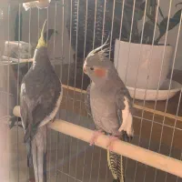 عروس هلندی