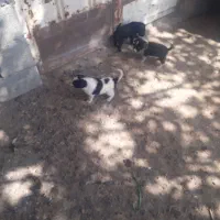 سگ.سگ پاپی