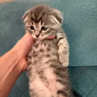 واگذار گربه