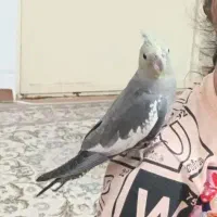 عروس هلندی گمشده