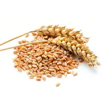 گندم بذر آبی پیشگام