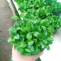 بهار نارنج عید (سبزه نارنج)