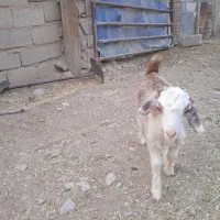 کهره