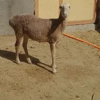 بره ماده