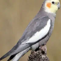 پرنده