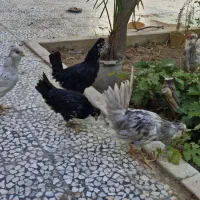 جوجه گلین خال سوزنی