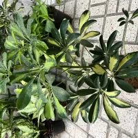 گل‌پتوس‌،اگلونما،دیفن،شفلر،یخ