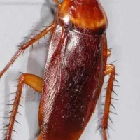سمپاشی در منزل