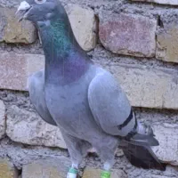 کفتر