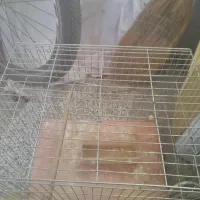 قفس