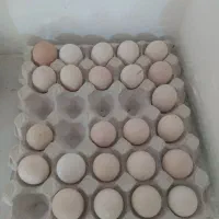 تخم مرغ اوشامو