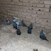 نر پریده|پرنده|کرمان, |دیوار