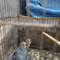 فروش جوجه کوتوله