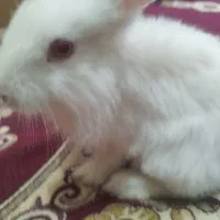 خرگوش سفید