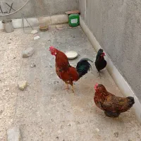 مرغ و خروس