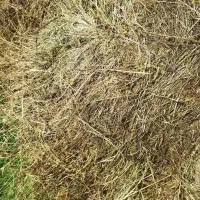 علوفه باغی نصف بیشتر یونجه هست یکم باران دیده