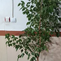 گل طبیعی
