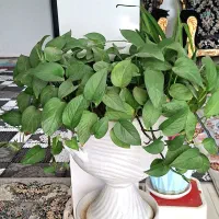 ۱۲ عدد گل طبیعی با گلدان ها