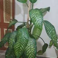گل دیفن باخیا