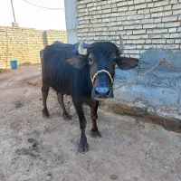 گاومیش با گوساله ماده و آبستن ۴ ماه بفروش می رسد