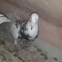 یک جفت کبوتر پلنگ
