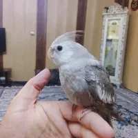 جوجه عروس هلندی