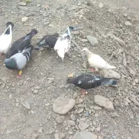 کفتر جوجه المانی پلاکی ب شرط پرش