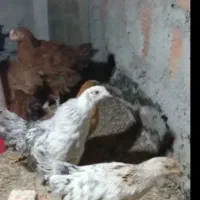 تعداد 3تا جوجه خروس 3 ماهه جهت نگهداری و کشتن