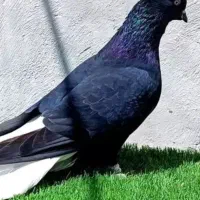 کبوتر ساده