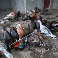 بوقلمون نر و ماده