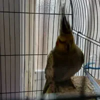 عروس هلندی