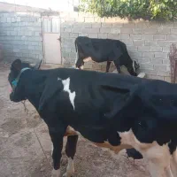 گاو و گوساله نر