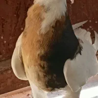 کبوتر طوقی سرور