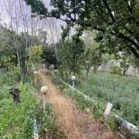 ۹۵۰زمین سند۶دانگ/با مجوز /تاپ لوکیشن/آقای ویلا