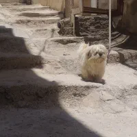 سگ خانگی و باهوش