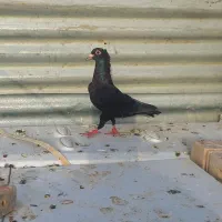 ماده