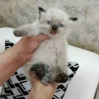 بیریتیش بلوپوینت
