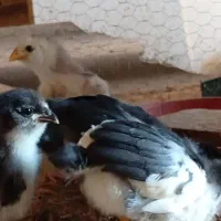 مرغ گلین با جوجه ۲۱ روزه