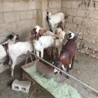 کهره فروشی رمکان