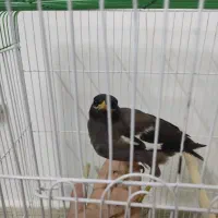 مرغ مینا سالم سرحال فوری