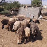 ۷ راس میش بره‌دار فروشی