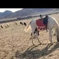 اسب جوان ودرشت ،