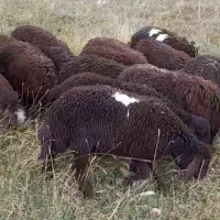 ۲۰راس ماده بره قزل افشار سبک وزن قیمت مناسب